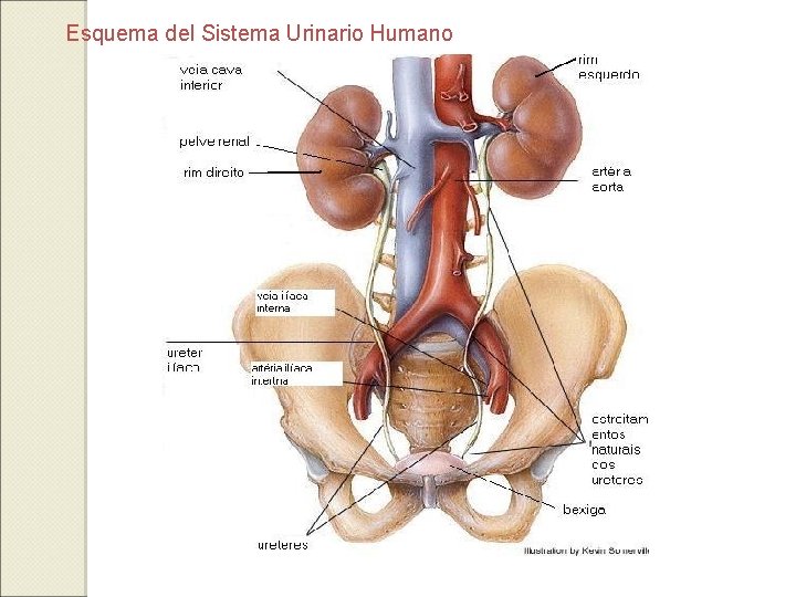 Esquema del Sistema Urinario Humano 