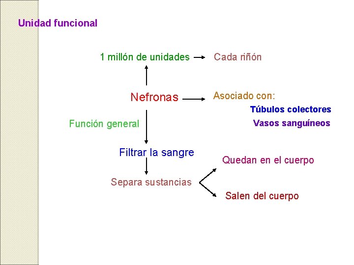 Unidad funcional 1 millón de unidades Nefronas Cada riñón Asociado con: Túbulos colectores Función