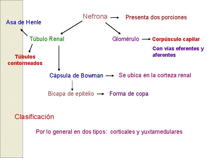 Nefrona Asa de Henle Túbulo Renal Presenta dos porciones Glomérulo Corpúsculo capilar Con vías