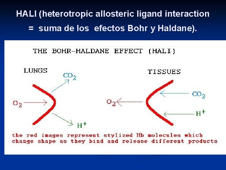 HALI (heterotropic allosteric ligand interaction = suma de los efectos Bohr y Haldane). 