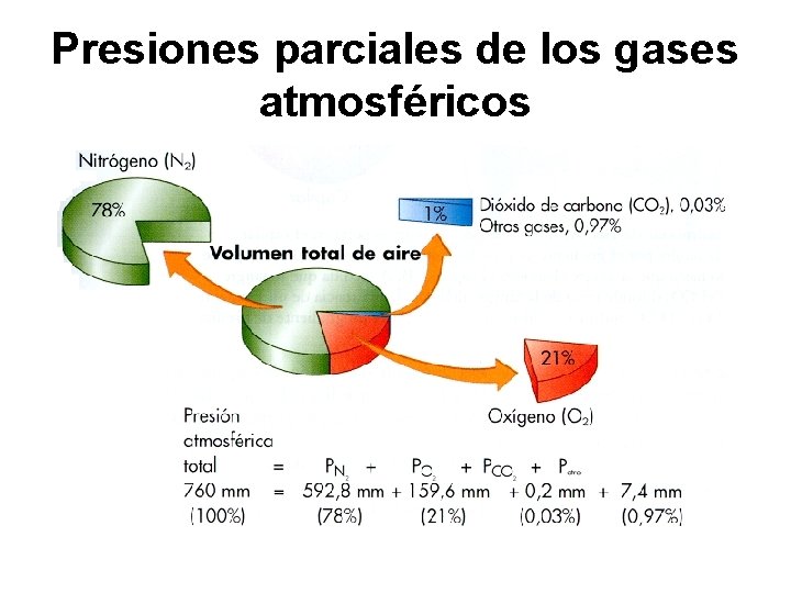Presiones parciales de los gases atmosféricos 