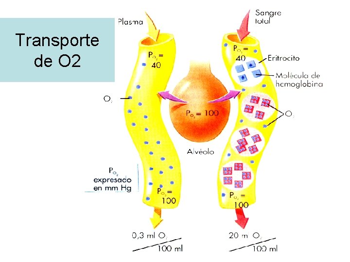 Transporte de O 2 