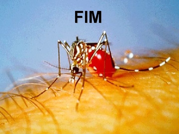FIM FIM