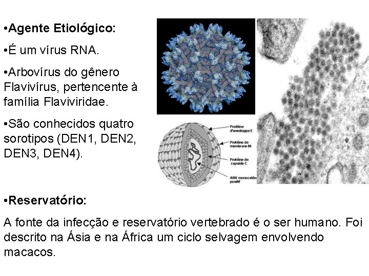 • Agente Etiológico: • É um vírus RNA. • Arbovírus do gênero Flavivírus, • Agente Etiológico: • É um vírus RNA. • Arbovírus do gênero Flavivírus,