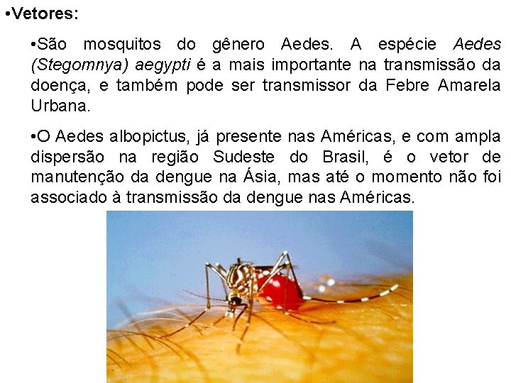 • Vetores: • São mosquitos do gênero Aedes. A espécie Aedes (Stegomnya) aegypti • Vetores: • São mosquitos do gênero Aedes. A espécie Aedes (Stegomnya) aegypti