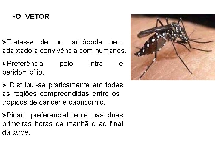 • O VETOR ØTrata-se de um artrópode bem adaptado a convivência com humanos. • O VETOR ØTrata-se de um artrópode bem adaptado a convivência com humanos.