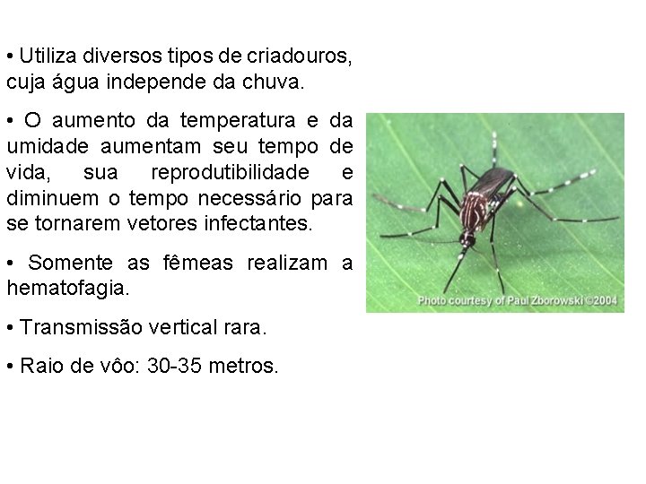 • Utiliza diversos tipos de criadouros, cuja água independe da chuva. • O • Utiliza diversos tipos de criadouros, cuja água independe da chuva. • O