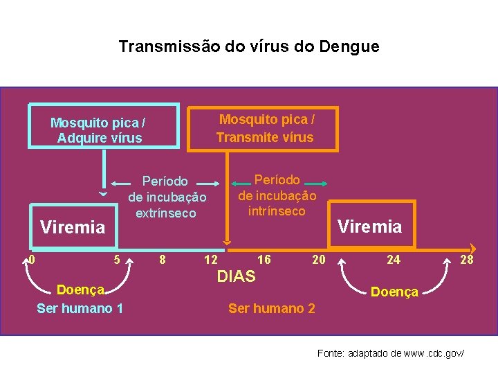 Transmissão do vírus do Dengue Mosquito pica / Transmite vírus Mosquito pica / Adquire Transmissão do vírus do Dengue Mosquito pica / Transmite vírus Mosquito pica / Adquire