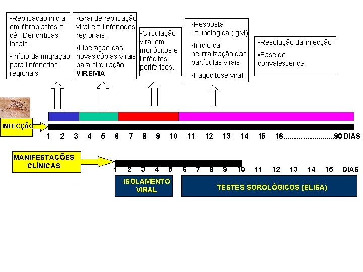 • Grande replicação viral em linfonodos • Circulação regionais. viral em • Liberação • Grande replicação viral em linfonodos • Circulação regionais. viral em • Liberação
