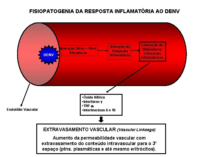 FISIOPATOGENIA DA RESPOSTA INFLAMATÓRIA AO DENV Endotélio Vascular Interação Vírus + Ptns. Ativadoras Ativação FISIOPATOGENIA DA RESPOSTA INFLAMATÓRIA AO DENV Endotélio Vascular Interação Vírus + Ptns. Ativadoras Ativação