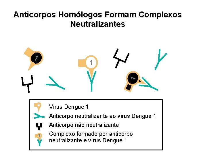 Anticorpos Homólogos Formam Complexos Neutralizantes 1 1 Vírus Dengue 1 Anticorpo neutralizante ao vírus Anticorpos Homólogos Formam Complexos Neutralizantes 1 1 Vírus Dengue 1 Anticorpo neutralizante ao vírus