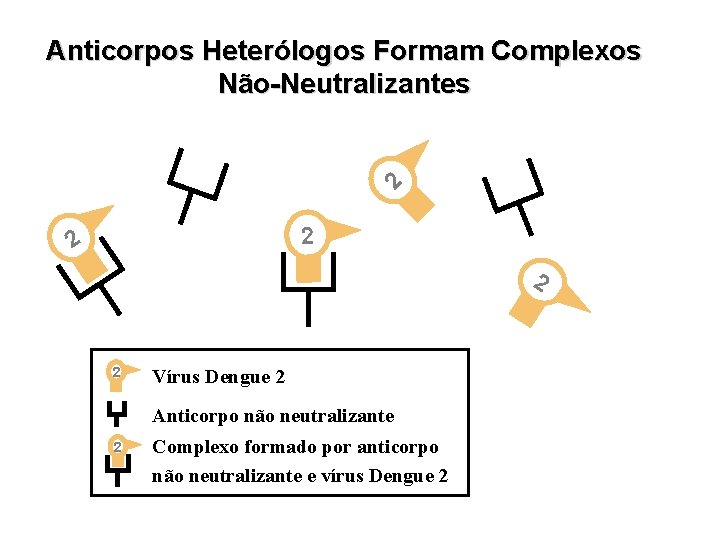 2 Anticorpos Heterólogos Formam Complexos Não-Neutralizantes 2 2 Vírus Dengue 2 Anticorpo não neutralizante 2 Anticorpos Heterólogos Formam Complexos Não-Neutralizantes 2 2 Vírus Dengue 2 Anticorpo não neutralizante