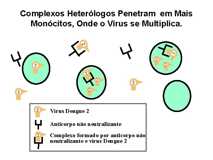 Complexos Heterólogos Penetram em Mais Monócitos, Onde o Vírus se Multiplica. 2 2 2 Complexos Heterólogos Penetram em Mais Monócitos, Onde o Vírus se Multiplica. 2 2 2