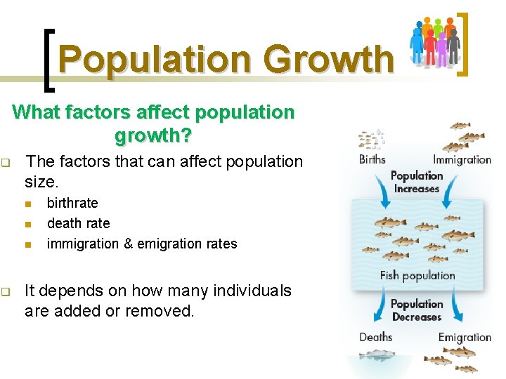 Population Growth What factors affect population growth? q The factors that can affect population