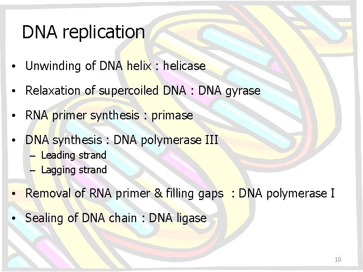 DNA replication • Unwinding of DNA helix : helicase • Relaxation of supercoiled DNA