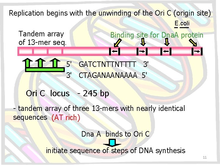 Replication begins with the unwinding of the Ori C (origin site) E. coli Tandem