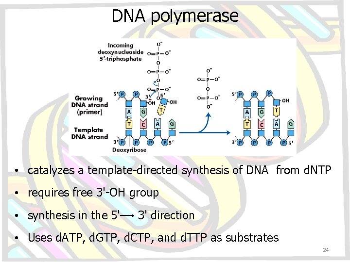 DNA polymerase • catalyzes a template-directed synthesis of DNA from d. NTP • requires