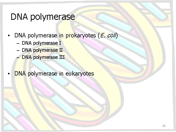 DNA polymerase • DNA polymerase in prokaryotes (E. coli) – DNA polymerase III •