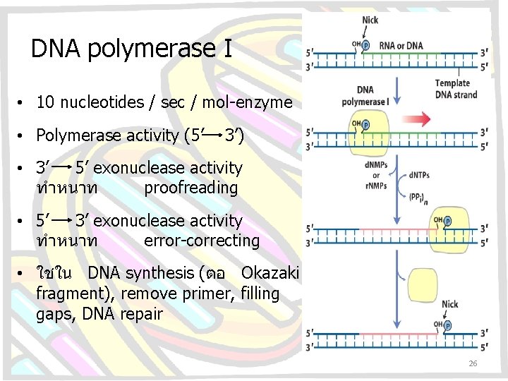 DNA polymerase I • 10 nucleotides / sec / mol-enzyme • Polymerase activity (5’