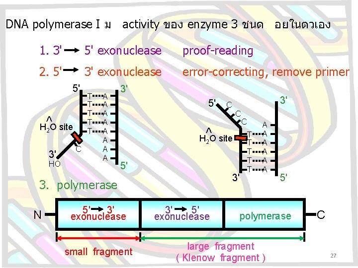 DNA polymerase I ม activity ของ enzyme 3 ชนด อยในตวเอง 1. 3' 5' exonuclease