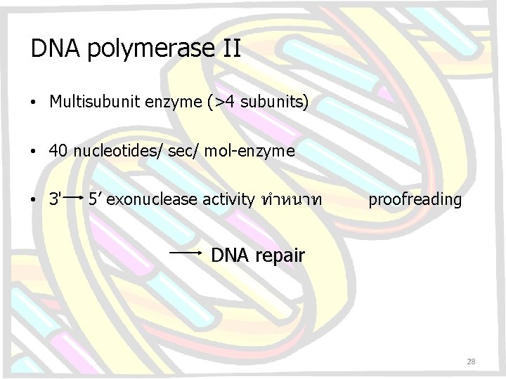 DNA polymerase II • Multisubunit enzyme (>4 subunits) • 40 nucleotides/ sec/ mol-enzyme •