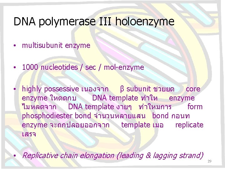 DNA polymerase III holoenzyme • multisubunit enzyme • 1000 nucleotides / sec / mol-enzyme