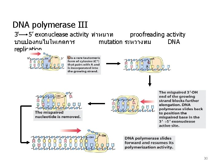 DNA polymerase III 3' 5’ exonuclease activity ทำหนาท proofreading activity ชวยปองกนไมใหเกดการ mutation ระหวางทม DNA