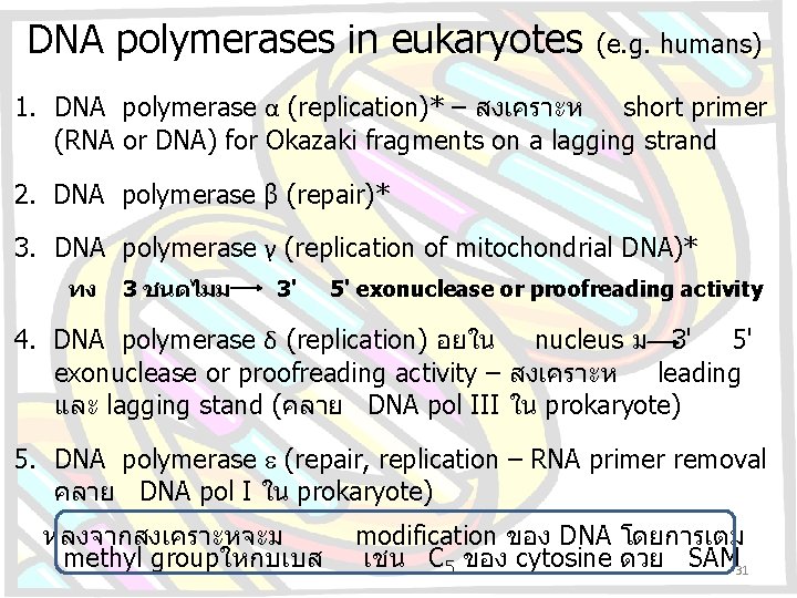 DNA polymerases in eukaryotes (e. g. humans) 1. DNA polymerase α (replication)* – สงเคราะห