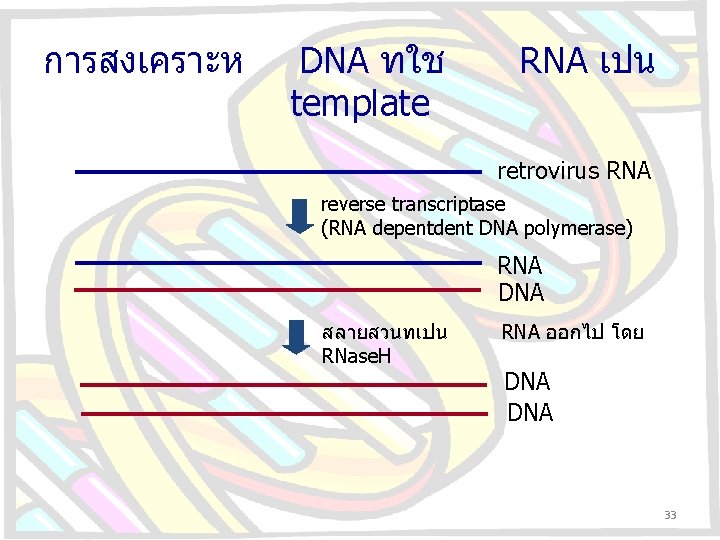 การสงเคราะห DNA ทใช template RNA เปน retrovirus RNA reverse transcriptase (RNA depentdent DNA polymerase)