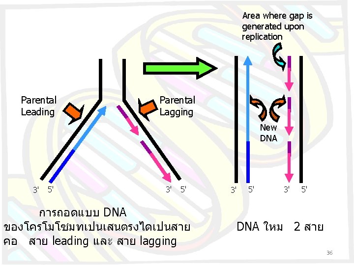 Area where gap is generated upon replication Parental Leading Parental Lagging New DNA 3'