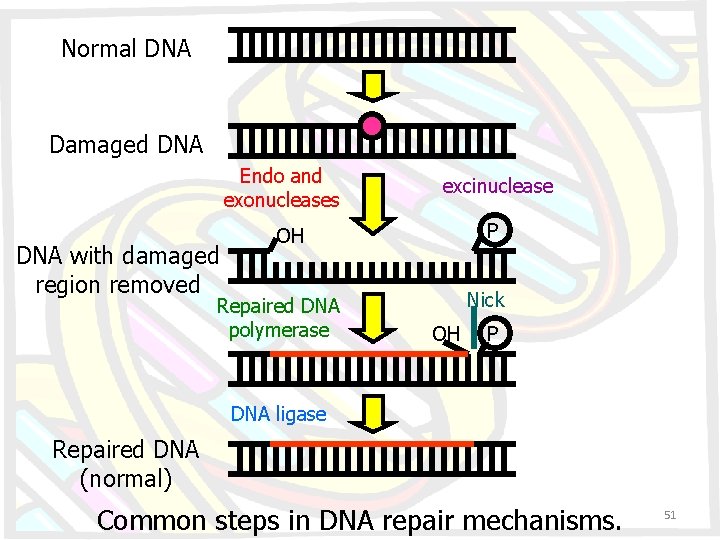 Normal DNA Damaged DNA Endo and exonucleases DNA with damaged region removed excinuclease P