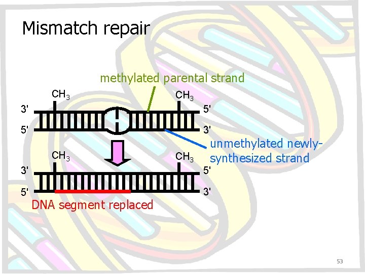 Mismatch repair methylated parental strand CH 3 3' 5' 5' 3' CH 3 unmethylated