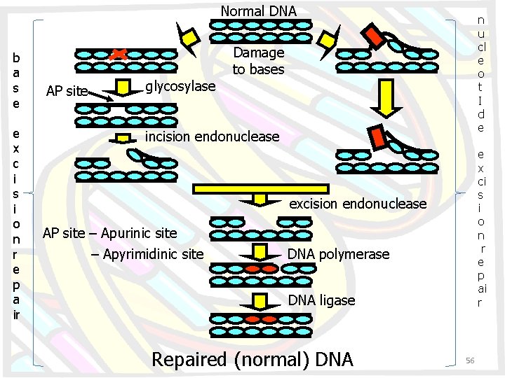 Normal DNA b a s e e x c i s i o n