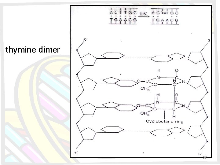 thymine dimer 58 