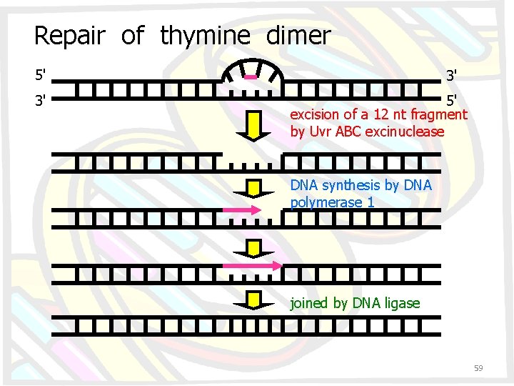 Repair of thymine dimer 5' 3' 3' 5' excision of a 12 nt fragment