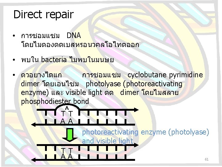Direct repair • การซอมแซม DNA โดยไมตองตดเบสหรอนวคลโอไทดออก • พบใน bacteria ไมพบในมนษย • ตวอยางไดแก การซอมแซม cyclobutane