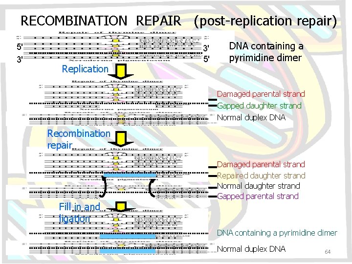 RECOMBINATION REPAIR (post-replication repair) 5' 3' Replication 3' 5' DNA containing a pyrimidine dimer