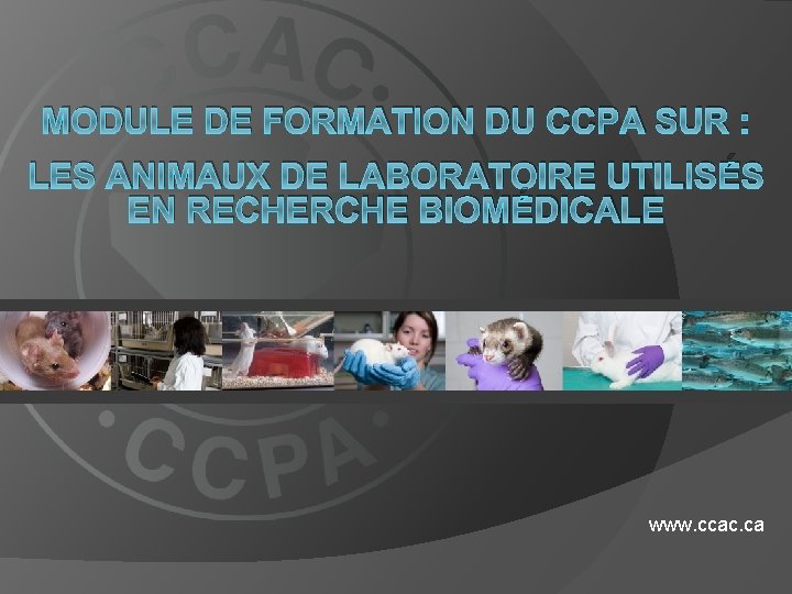 MODULE DE FORMATION DU CCPA SUR : LES ANIMAUX DE LABORATOIRE UTILISÉS EN RECHERCHE