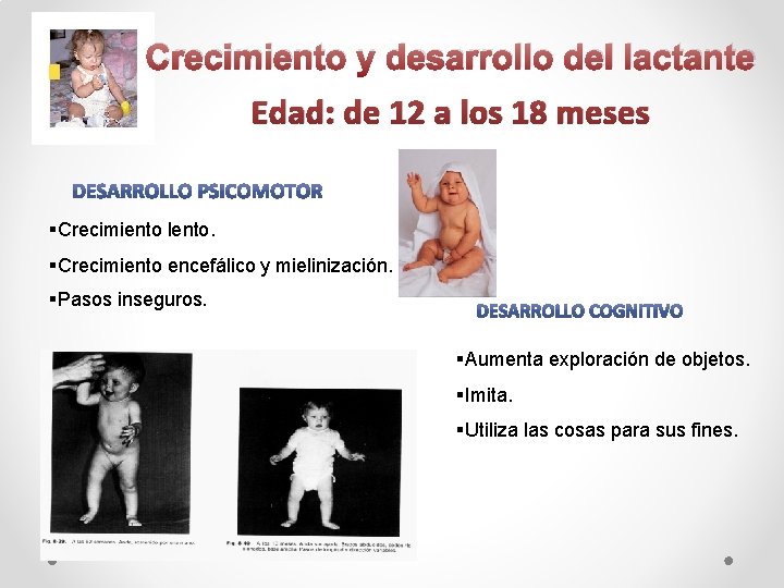 Crecimiento y desarrollo del lactante Edad: de 12 a los 18 meses §Crecimiento lento.