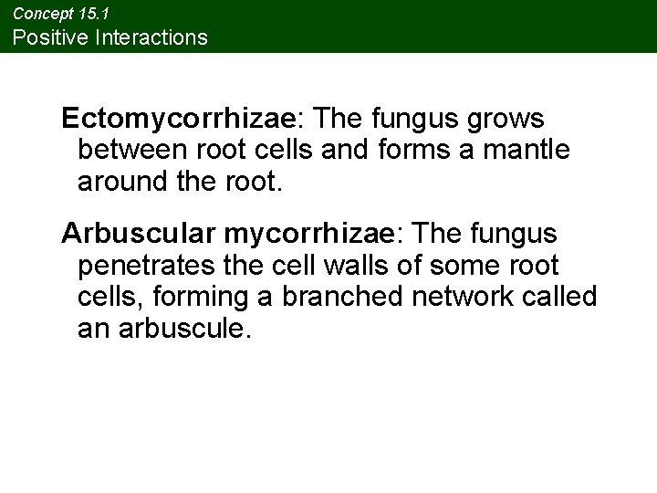 Concept 15. 1 Positive Interactions Ectomycorrhizae: The fungus grows between root cells and forms Concept 15. 1 Positive Interactions Ectomycorrhizae: The fungus grows between root cells and forms