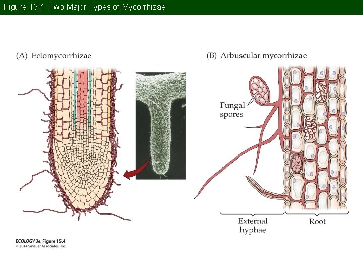 Figure 15. 4 Two Major Types of Mycorrhizae Figure 15. 4 Two Major Types of Mycorrhizae