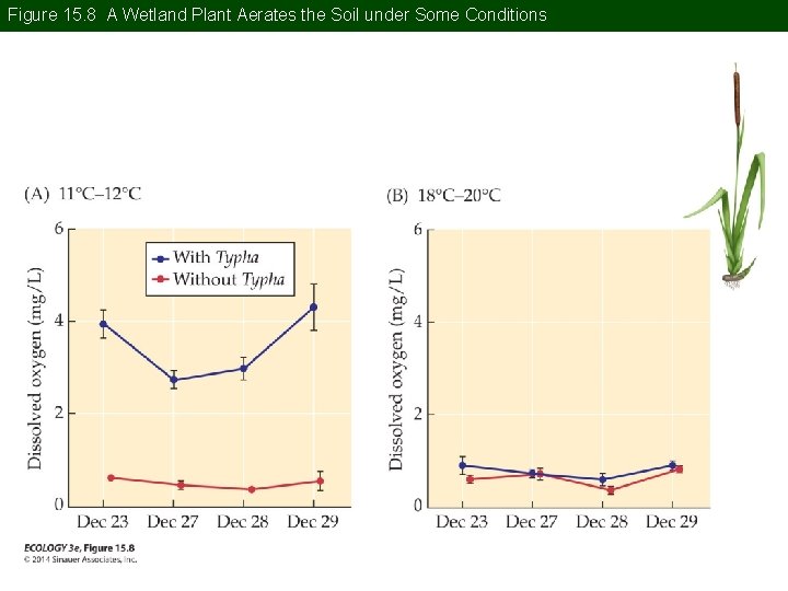 Figure 15. 8 A Wetland Plant Aerates the Soil under Some Conditions Figure 15. 8 A Wetland Plant Aerates the Soil under Some Conditions