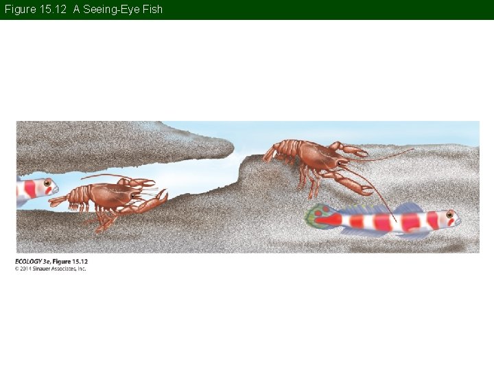 Figure 15. 12 A Seeing-Eye Fish Figure 15. 12 A Seeing-Eye Fish