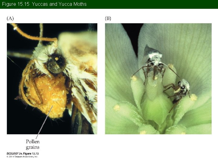 Figure 15. 15 Yuccas and Yucca Moths Figure 15. 15 Yuccas and Yucca Moths