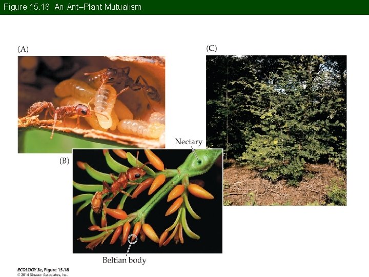 Figure 15. 18 An Ant–Plant Mutualism Figure 15. 18 An Ant–Plant Mutualism