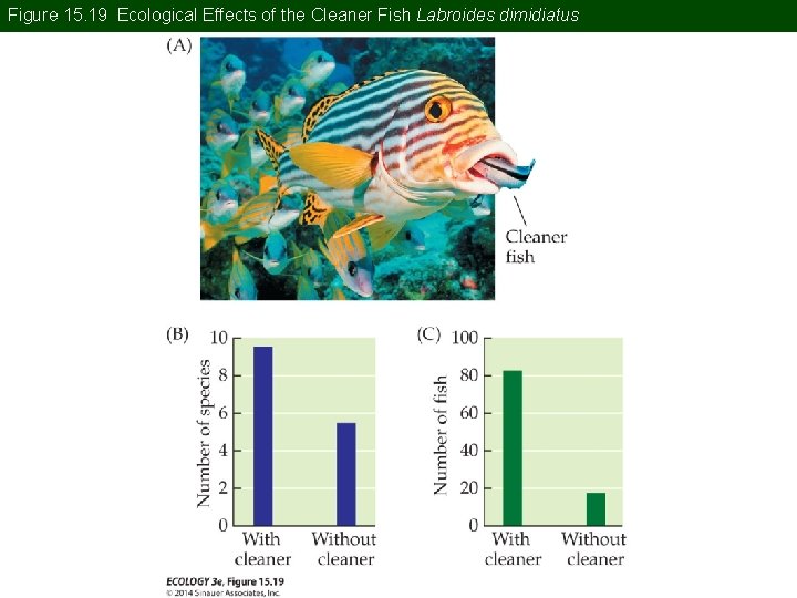 Figure 15. 19 Ecological Effects of the Cleaner Fish Labroides dimidiatus Figure 15. 19 Ecological Effects of the Cleaner Fish Labroides dimidiatus