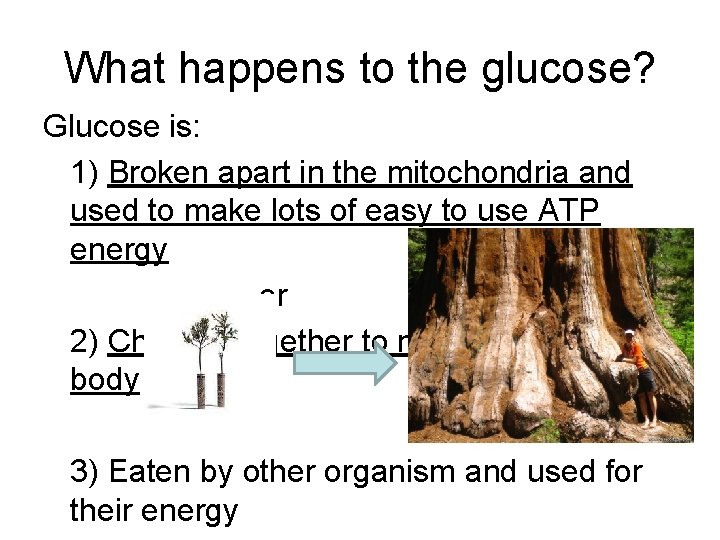 What happens to the glucose? Glucose is: 1) Broken apart in the mitochondria and