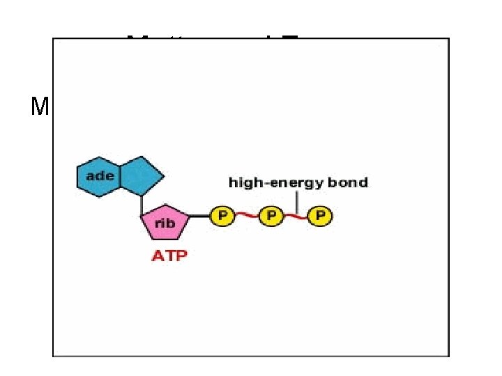 Matter and Energy Matter can trap and transfer energy Examples in photosynthesis… Electron carriers