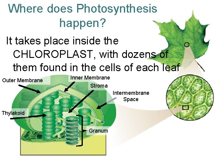 Where does Photosynthesis happen? It takes place inside the CHLOROPLAST, with dozens of them
