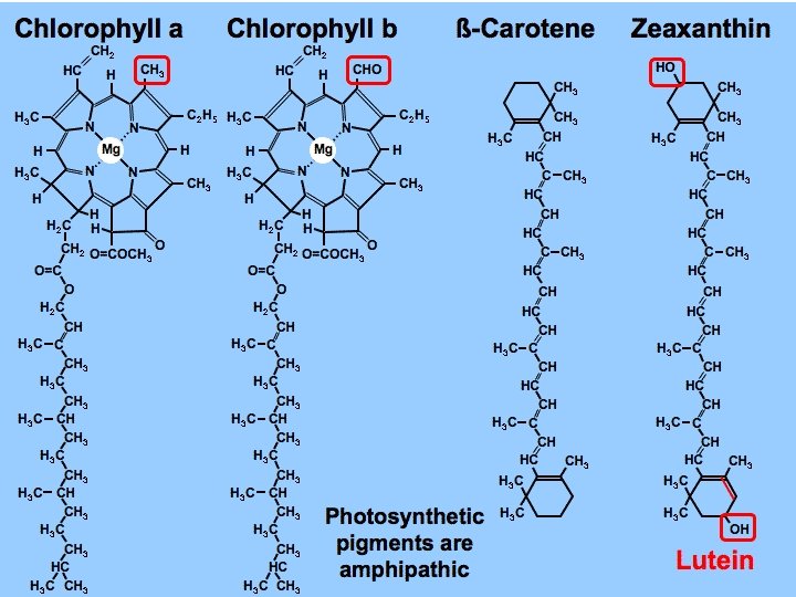 Colors and Pigments are molecules that can absorb some wavelengths and reflect others. Example: